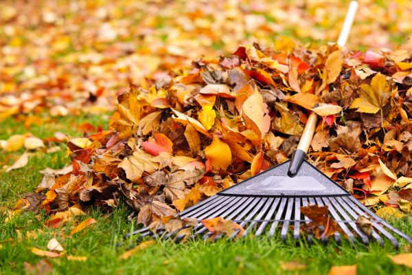 Cost of Leaves Removal in Draper