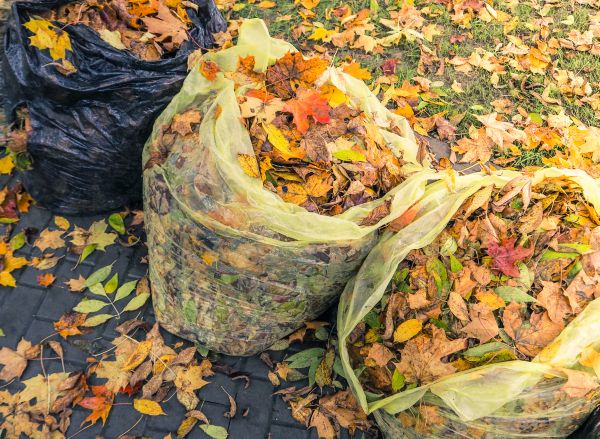 Cost of Yard Cleanup Service in Draper
