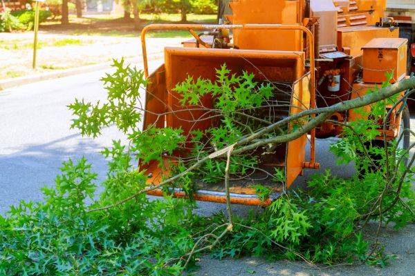 Tree Branches Removal Service