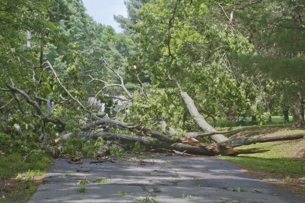 Tree Debris Removal Service